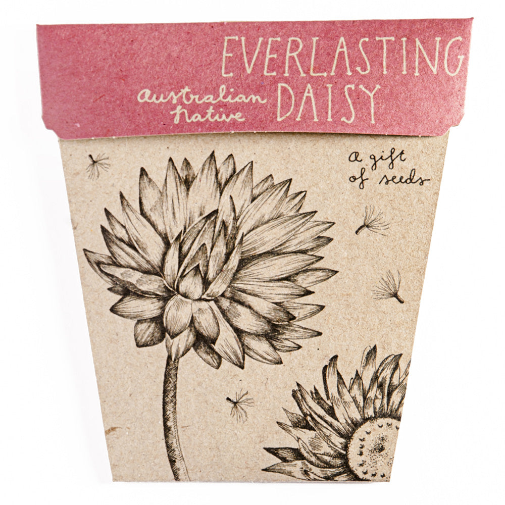 Card & Everlasting Daisy Gift of Seeds
